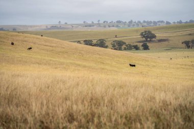Sürdürülebilir bir tarım çiftliğinde bütünsel çiftçilik. Çiftlikte sığır yetiştiriyor. 