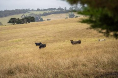 Çiftlikte sıcak ve kurak bir yaz mevsiminde tarım yapan sığır sürüsü. 