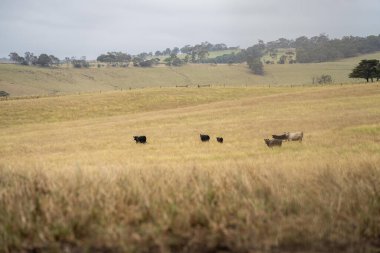 İnekler ve buzağılar Avustralya 'da yaz aylarında bir tepedeki uzun otların üzerinde otluyorlar. Avustralya 'da bir tarım çiftliğindeki güzel, şişman sığır sürüsü. 
