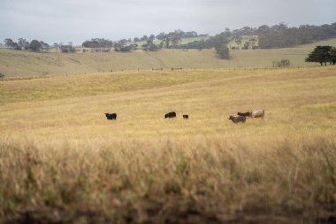 Çiftlikte sıcak ve kurak bir yaz mevsiminde tarım yapan sığır sürüsü. 