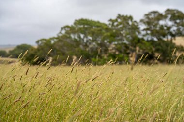 Avustralya 'nın dışında sürdürülebilir bir tarım çiftliğinde nehir kıyısında yetişen antik kırmızı sakız okaliptüs ağacı.
