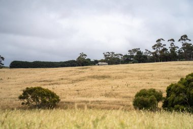 Avustralya 'nın dışında sürdürülebilir bir tarım çiftliğinde nehir kıyısında yetişen antik kırmızı sakız okaliptüs ağacı.