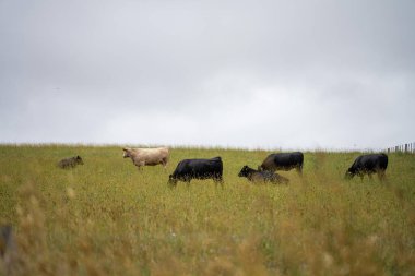 Çiftlikte sıcak ve kurak bir yaz mevsiminde tarım yapan sığır sürüsü. 