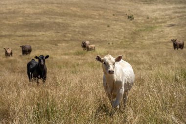İnekler ve buzağılar Avustralya 'da yaz aylarında bir tepedeki uzun otların üzerinde otluyorlar. Avustralya 'da bir tarım çiftliğindeki güzel, şişman sığır sürüsü. 