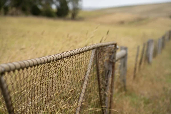 shut farm gate on a fence line on a livestock farm in australia in summer