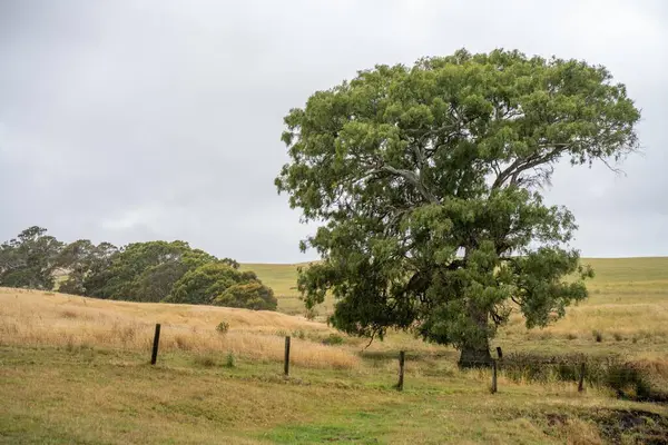 Ancien Eucalyptus Gomme Rouge Poussant Sur Une Rive Une Rivière Photos De Stock Libres De Droits