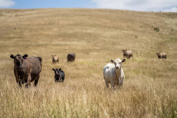 Kühe Und Kälber Weiden Sommer Auf Trockenem Hohen Gras Auf Stockbild