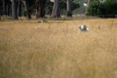 Tarlada otlayan koyunların toprakta karbon depolama pratiği yaparak çiftçilik yaptığı tarım çiftliği. 