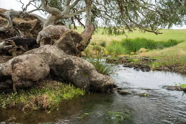 ancient red gum eucalyptus tree growing on a river bank on a sustainable agricultural farm