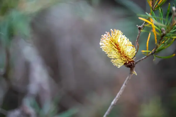 australian native yellow flowers in the bush in spring
