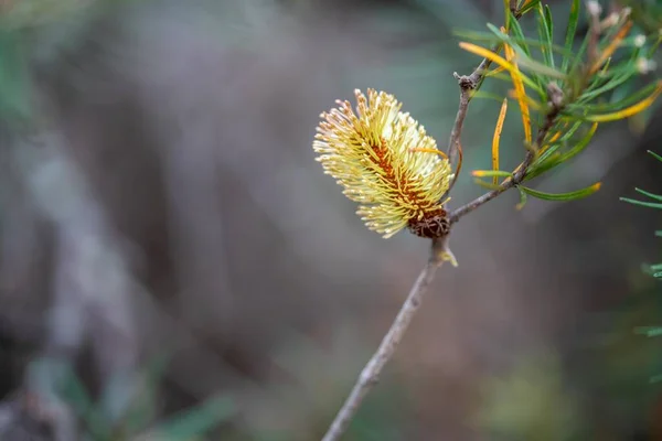 australian native yellow flowers in the bush in spring