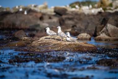 Yazın Tazmanya Avustralya 'da bir adada karabatak ve martı 