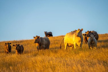 Çiftlikteki güzel inekler, sıcak yaz mevsiminde sığır eti üretimi, çiftlikteki serbest sığırlarda damızlık Angus inekleri.