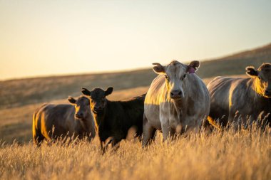 Güneşin battığı bir çiftlikteki bir tarlada otlayan siyah beyaz ineklere yaklaş.