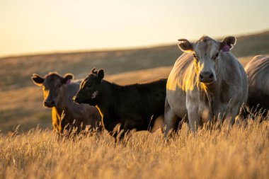 Regenerative Stud Angus, wagyu, Murray grey, Dairy and beef Cows and Bulls grazing on grass and pasture in a field. The animals are organic and free range, being grown on an agricultural farm in dry summer grass. 	