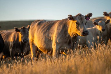Angus ineklerini bir çiftlikteki sığır çiftliğinde bedavaya besliyorlar. İnek portresi. Yakından.