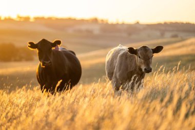 Regenerative Stud Angus, wagyu, Murray grey, Dairy and beef Cows and Bulls grazing on grass and pasture in a field. The animals are organic and free range, being grown on an agricultural farm in dry summer grass. 	