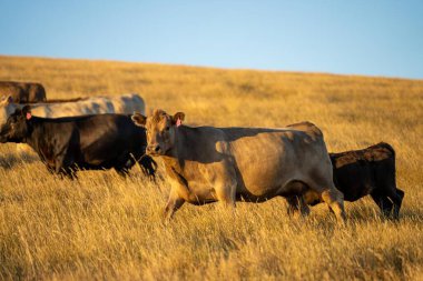 Angus, Wagyu ve Murray Grey İnekleri 'nin bütünsel çiftçiliği Avustralya' da sıcak ve kuru bir yaz günbatımında uzun otlaklar yiyorlar.