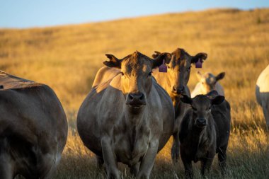 Damızlık Wagyu inekleri ve boğaları yaz mevsiminde sürdürülebilir tarım alanında. Tarladaki şişman inek. Anne inek ve bebek.