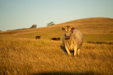 Regenerative Stud Angus, wagyu, Murray grey, Dairy and beef Cows and Bulls grazing on grass and pasture in a field. The animals are organic and free range, being grown on an agricultural farm in dry summer grass. 	
