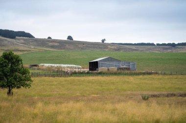 Güneşin battığı bir çiftlikteki bir tarlada otlayan siyah beyaz ineklere yaklaş.