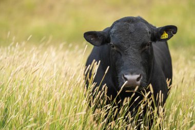 Çiftlikteki güzel inekler, sıcak yaz mevsiminde sığır eti üretimi, çiftlikteki serbest sığırlarda damızlık Angus inekleri.