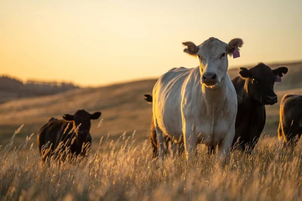 stock image stud wagyu cows and bull in a sustainable agriculture field in summer. fat cow in a field. mother cow with baby