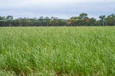 Tarım arazisi, tarım çiftliğinde gıda üretimi, Avustralya 'da sürdürülebilir yenileme uygulamaları.