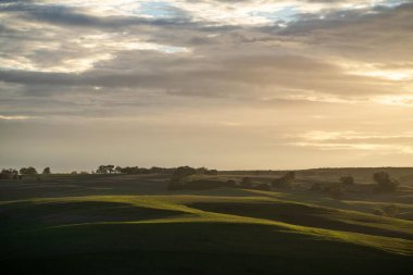 Damızlık angus ve wagyu boğalarının otladığı, baharda çiftlikte otlayan güzel inekler ve sığırlarla birlikte, Avustralya 'da yaz aylarında tepelerin ve ağaçların ardında yiyecek yetiştiren bir ekin.