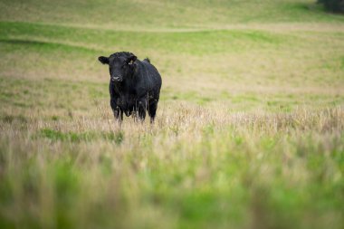 Damızlık angus ve wagyu boğalarının otladığı, baharda çiftlikte otlayan güzel inekler ve sığırlarla birlikte, Avustralya 'da yaz aylarında tepelerin ve ağaçların ardında yiyecek yetiştiren bir ekin.