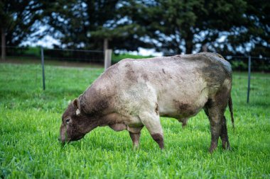 Bir çim çiftliğindeki çivili sığır eti wagyu boğası. Üst quailty eti