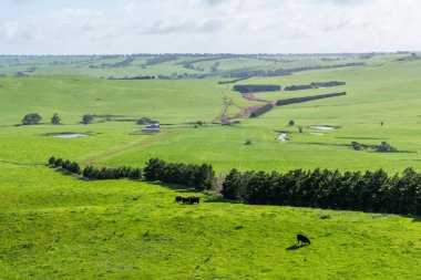 Damızlık angus ve wagyu boğalarının otladığı, baharda bir çiftlikte otlayan güzel inekler ve sığırlarla birlikte, doğada tepeler ve ağaçlarla beslenen ekinlerle çiftçilik yapmak.