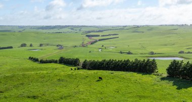 Damızlık angus ve wagyu boğalarının otladığı, baharda bir çiftlikte otlayan güzel inekler ve sığırlarla birlikte, doğada tepeler ve ağaçlarla beslenen ekinlerle çiftçilik yapmak.