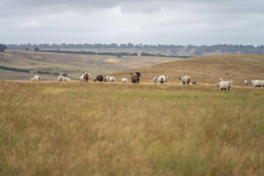 Damızlık Wagyu inekleri ve boğaları yaz mevsiminde sürdürülebilir tarım alanında. Tarladaki şişman inek. Anne inek ve bebek.