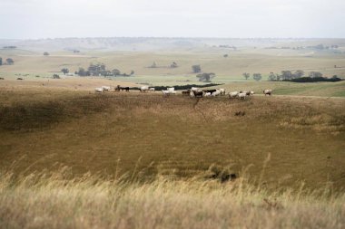 Tarımda çalışan bir adam. Avustralya 'nın dışındaki bir çiftlikte motosiklet süren bir çocuk. Çiftlik işçisi, bir tarlada sığır ve inek güder. Çakıl yolunda bir köpekle birlikte. Genç çiftçi çiftlik hayvanlarını topluyor..
