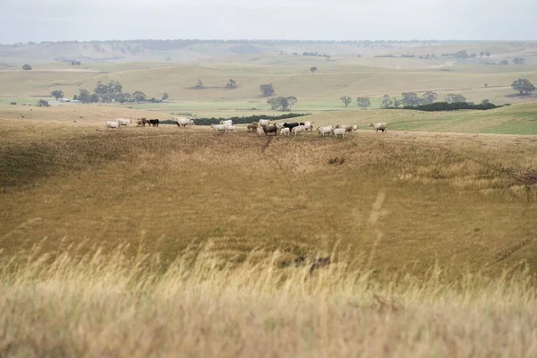 Farming landscape of stud angus and wagyu bulls grazing, with beautiful cows and cattle grazing on pasture in spring on a farm, with a crop growing food behind with hills and trees in nature in australia