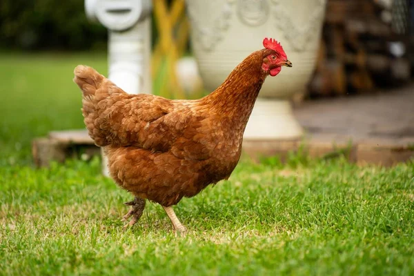 Kyllinger Høner Kokker Beite Spise Gress Fritt Område Økologisk Gård royaltyfrie gratis stockfoto