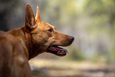Avusturalya çalılıklarında bir parkta kelpie köpeği