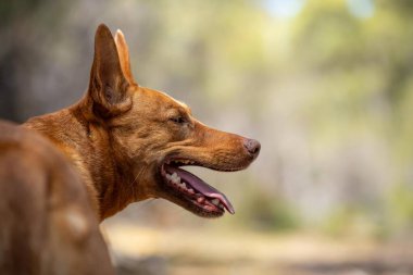 Avusturalya çalılıklarında bir parkta kelpie köpeği