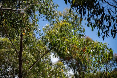 Avustralya ormanlarındaki güzel sakız ağaçları ve çalılar. Gumtrees ve Avustralya 'da yetişen yerel bitkiler