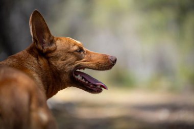 Avusturalya çalılıklarında bir parkta kelpie köpeği