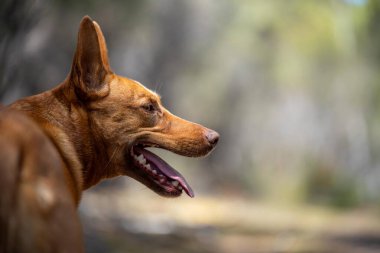 Avusturalya çalılıklarında bir parkta kelpie köpeği