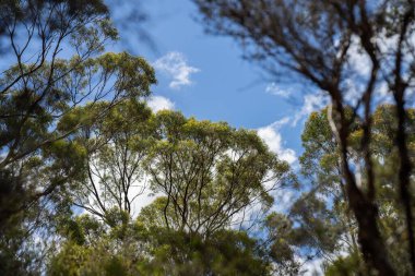 Avustralya ormanlarındaki güzel sakız ağaçları ve çalılar. Gumtrees ve Avustralya 'da yetişen yerel bitkiler