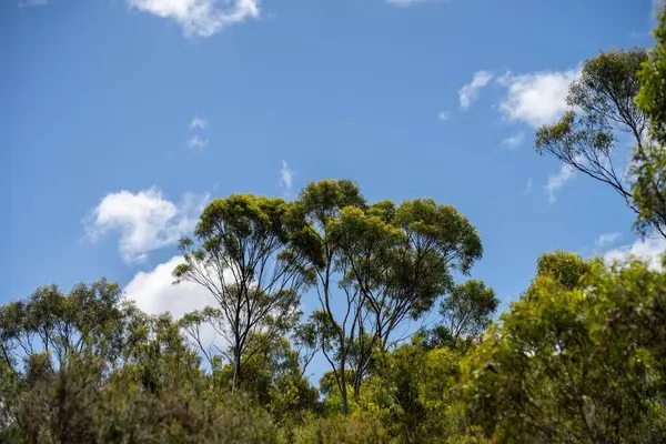 Bäume Und Sträucher Australischen Buschwald Gummibäume Und Einheimische Pflanzen Wachsen lizenzfreie Stockfotos