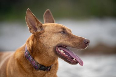 Avusturalya çalılıklarında bir parkta kelpie köpeği