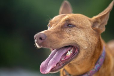 Avusturalya çalılıklarında bir parkta kelpie köpeği
