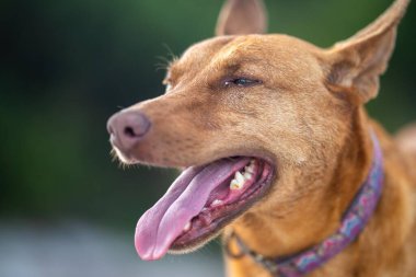 Avusturalya çalılıklarında bir parkta kelpie köpeği