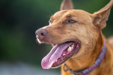 Avusturalya çalılıklarında bir parkta kelpie köpeği