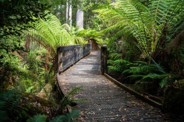 Tazmanya Avustralya 'daki ulusal bir parkta yürüyüş pisti. 