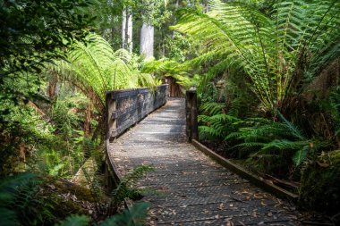 Tazmanya Avustralya 'daki ulusal bir parkta yürüyüş pisti. 